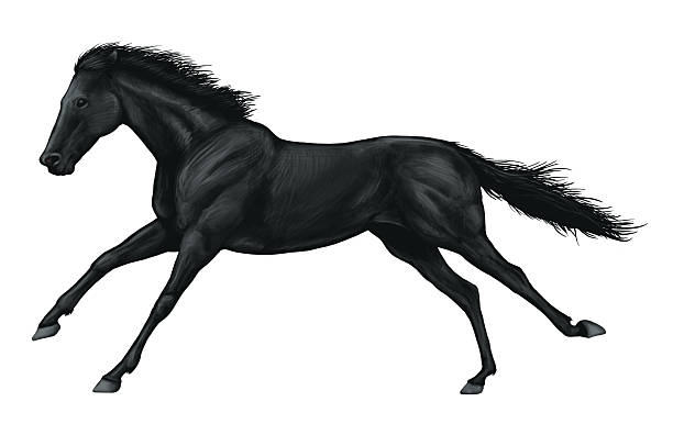 galloping horse vector art illustration