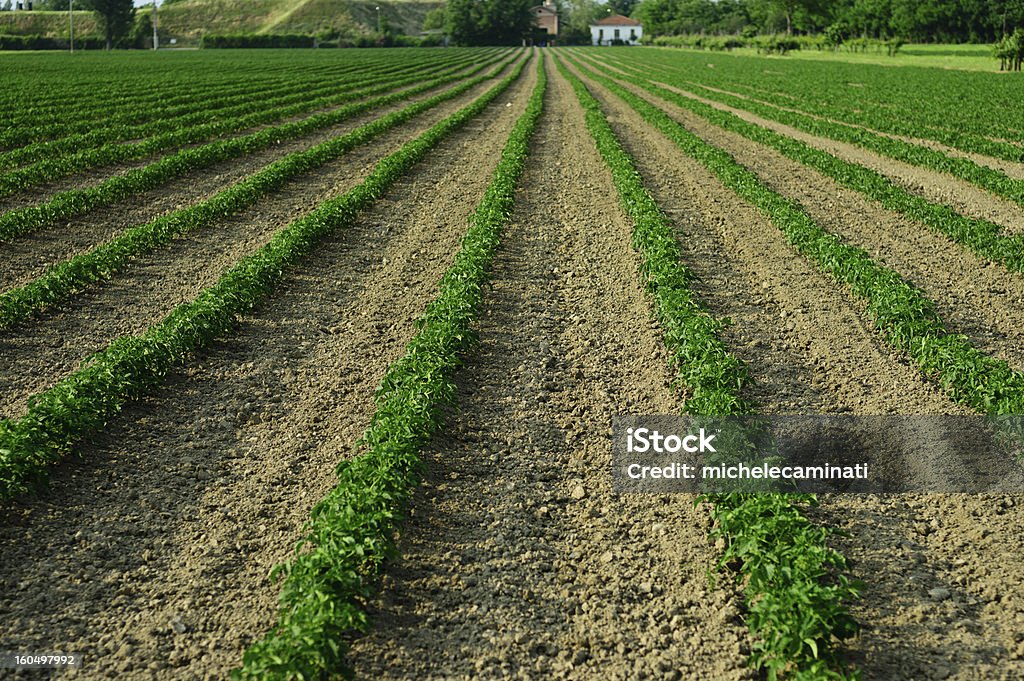 Linhas de plantas em um campo - Royalty-free Agricultura Foto de stock