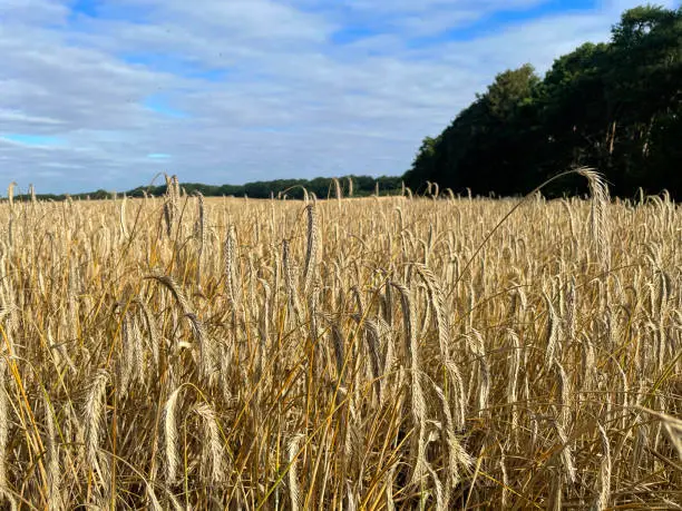 Ripe wheat in a field in Norfolk