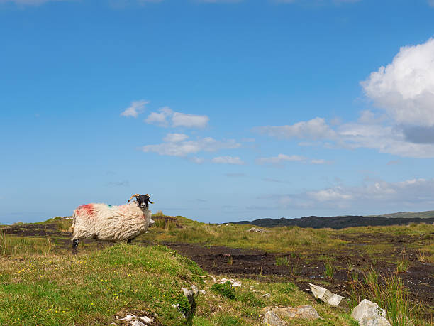 Sheep standing on peat turf stock photo