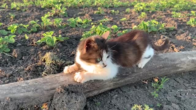 A fluffy cat sharpens its claws on a dry tree