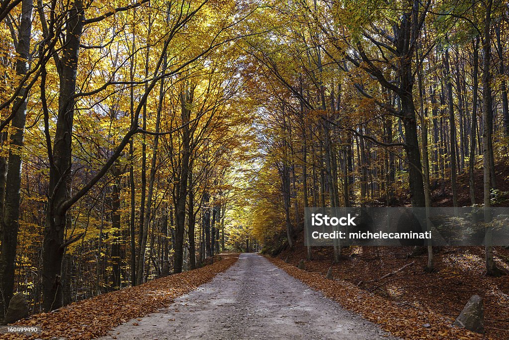 Road durante el otoño bajo las palmeras - Foto de stock de Aire libre libre de derechos