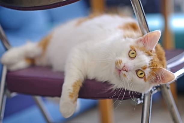 istock Funny cat lies on the stool and looking at camera. Horizontal image with soft focus. 1604996243