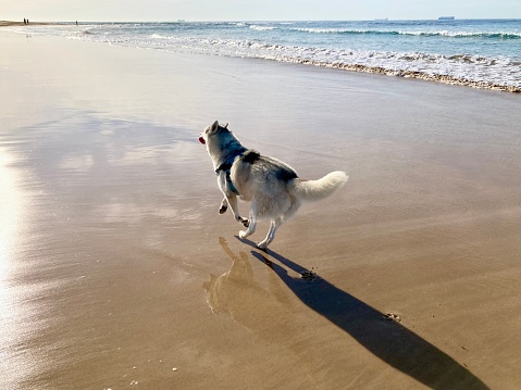 Husky playing on the beach in Jervis Bay, Australia