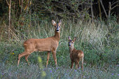 Beautiful doe and fawn (Capreolus capreolus)