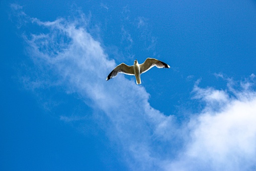 A majestic white seagull soars through the crystal clear blue sky, its wings spread wide as it catches the wind