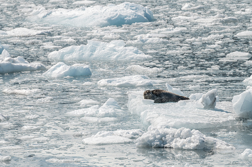 Two Harbour Seals on an ice flow in its natural environment, College Fjord, Alaska, USA