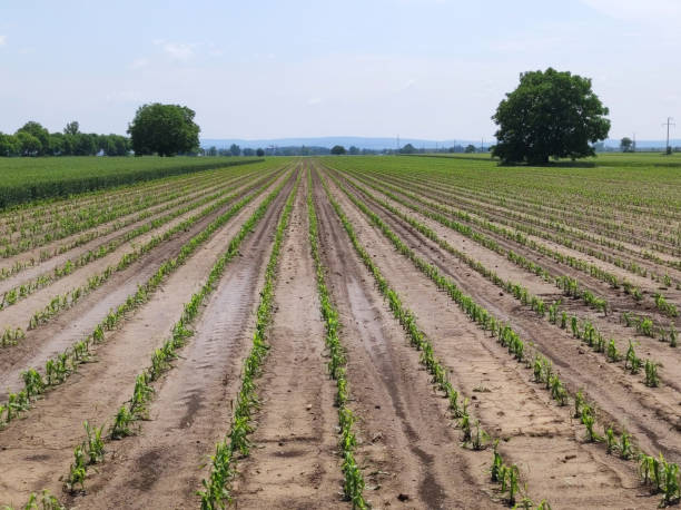 campo de milho e trigo danificado pelo granizo - storm corn rain field - fotografias e filmes do acervo