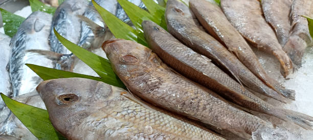 istock Some black pomfret over ice to chill 1605020540