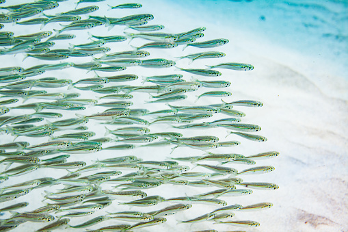 A school of fish swimming in the ocean. The fish are small, silver and have black stripes on their bodies, and they are swimming in a diagonal formation. The background consists of a sandy ocean floor and a blue ocean. The image is taken from a low angle, looking up at the fish. The image shows the movement and harmony of marine life.