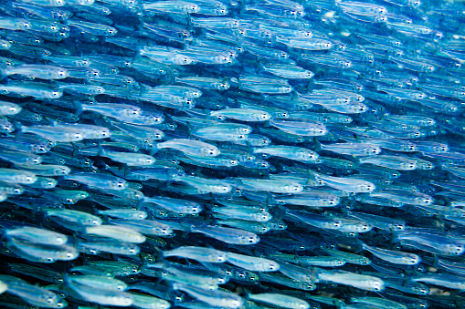 A school of small fish swimming in the ocean. The fish are blue in color with white stripes on their body, and they are swimming in a diagonal direction. The background is a deep blue color, likely the ocean. The image is taken from a close-up perspective, making the fish appear larger in size. The image shows the diversity and beauty of marine life.