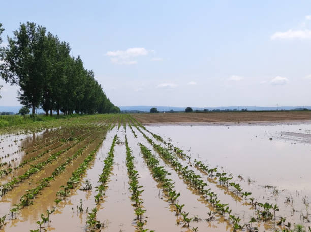 istock flooded agricultural fields due to heavy rains 1605022314