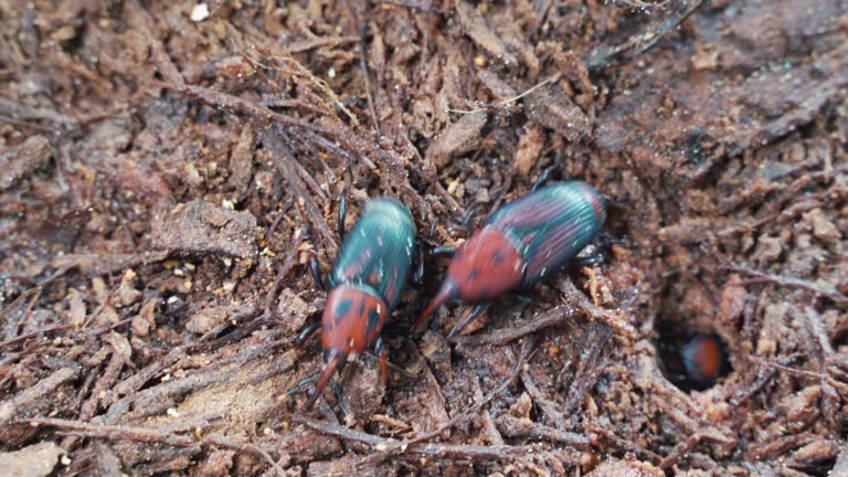 Close up group of Red Palm Weevil or Rhynchophorus Ferrugineus agriculture for sell.