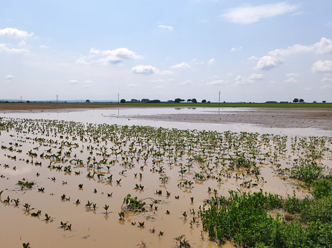 damaged agricultural fields covered with water