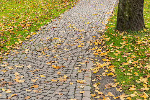 Cobble stone footpath and autumn leaves. Gothenburg, Sweden.