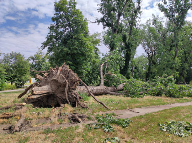 istock damaged poplar tree by the strong wind 1605026845