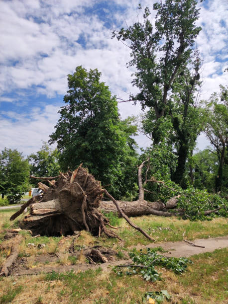 istock damaged poplar tree by the strong wind 1605026846