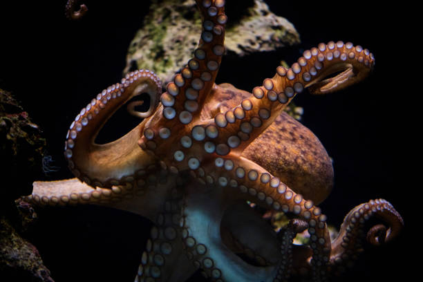 istock Octopus swimming underwater in ocean 1605048811