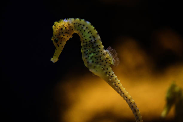 istock Yellow seahorse floating underwater in aquarium 1605049320
