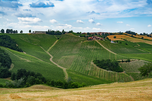 Hills of Oltrepo Pavese, Pavia province, Lombardy, Italy, at springtime. Vineyards