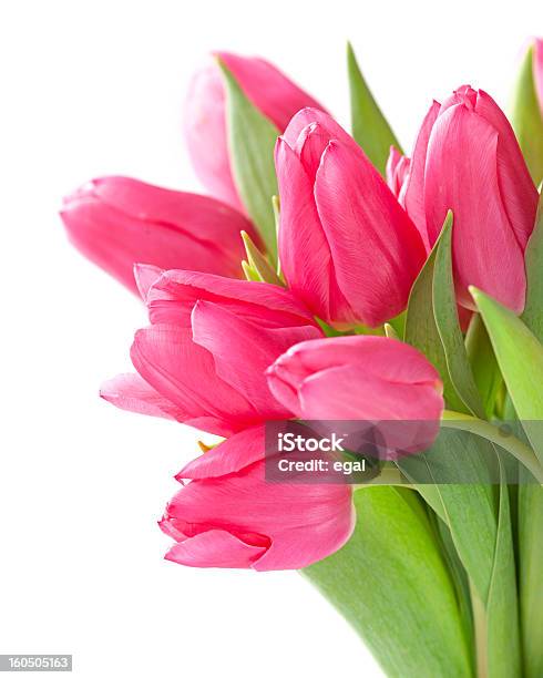 Tulpe Blumen Stockfoto und mehr Bilder von Ast - Pflanzenbestandteil - Ast - Pflanzenbestandteil, Baumblüte, Blatt - Pflanzenbestandteile