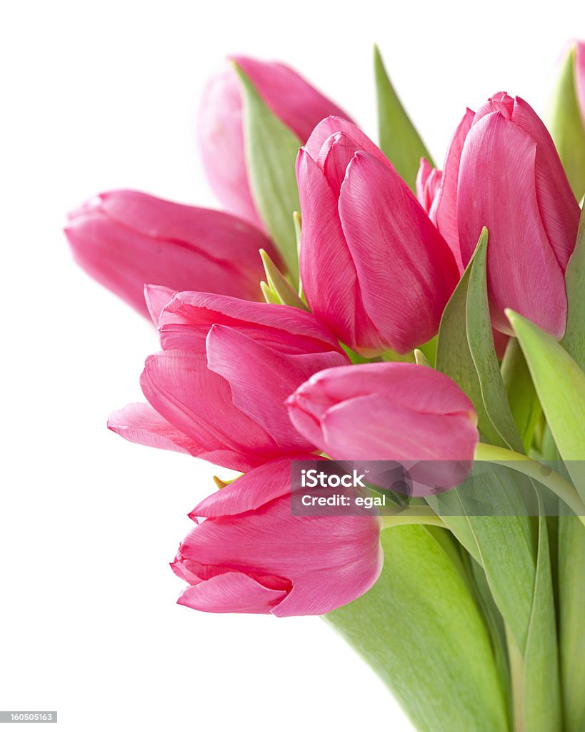 Tulipan kwiaty - Zbiór zdjęć royalty-free (Bez ludzi)
