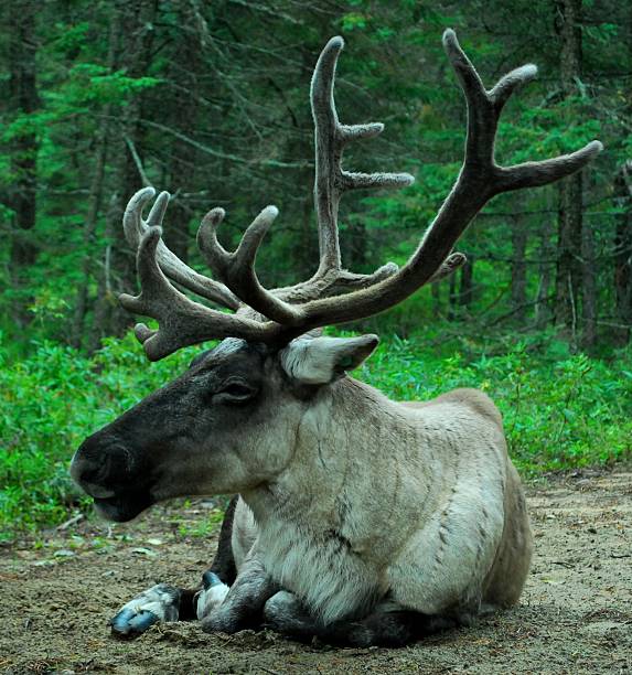 istock Tundra caribou 160505176