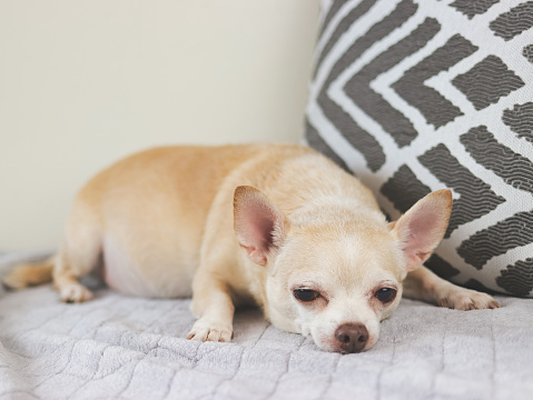 Portrait of sad or sleepy brown short hair chihuahua dog lying down in bed. with grey and white pillow.