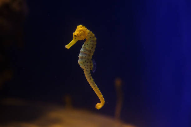 istock Seahorse with wavy tail in aquarium water 1605060060