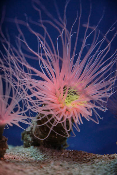 istock Sea anemones with curved tentacles in aquarium 1605060247