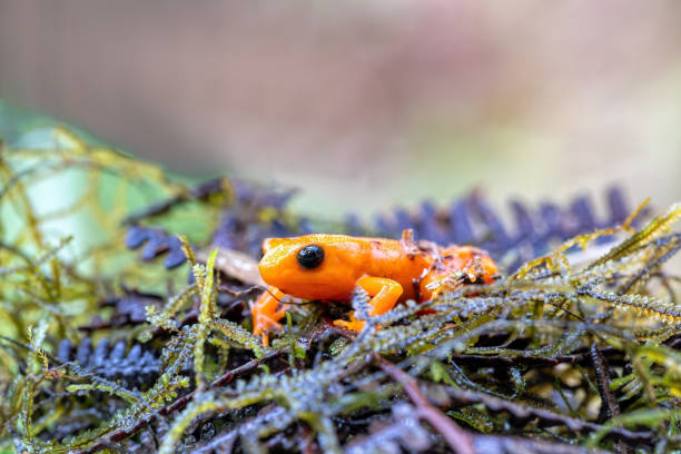 340+ Golden Mantella Frog Stock Photos, Pictures & Royalty-Free