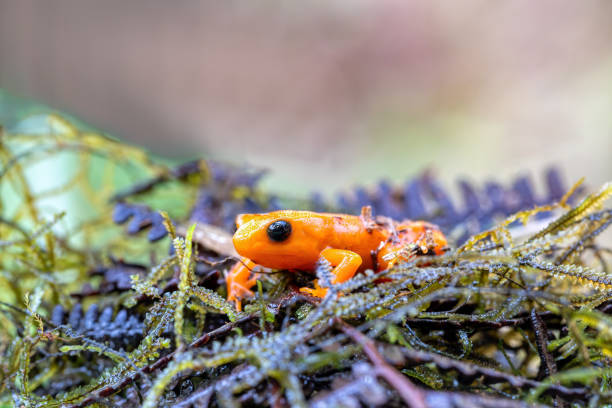 złota mantella, mantella aurantiaca, dzika przyroda madagaskaru - golden frog zdjęcia i obrazy z banku zdjęć