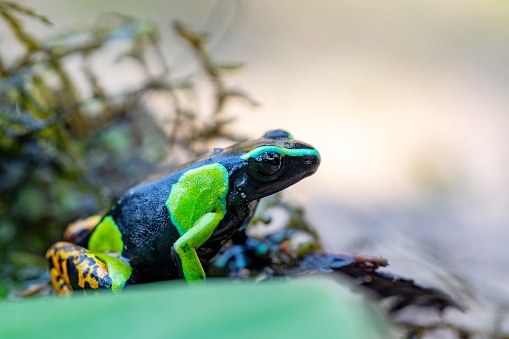 A yellow banded poison dart frog sitting on a rock, looking upwards.