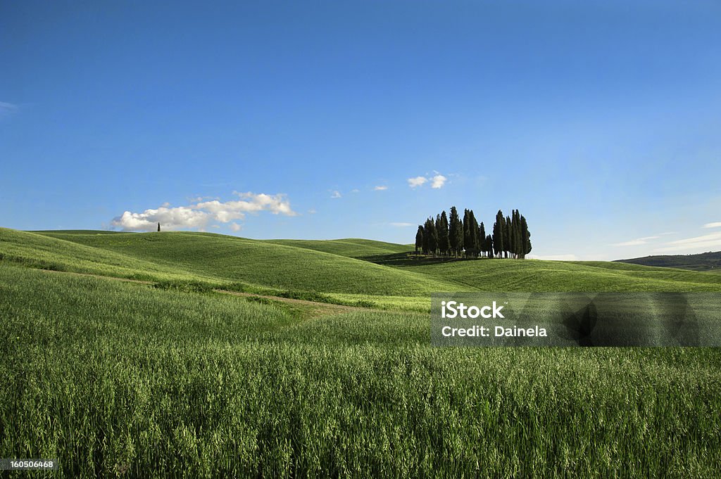 Toscana-ciprestes verdejantes - Foto de stock de Agricultura royalty-free