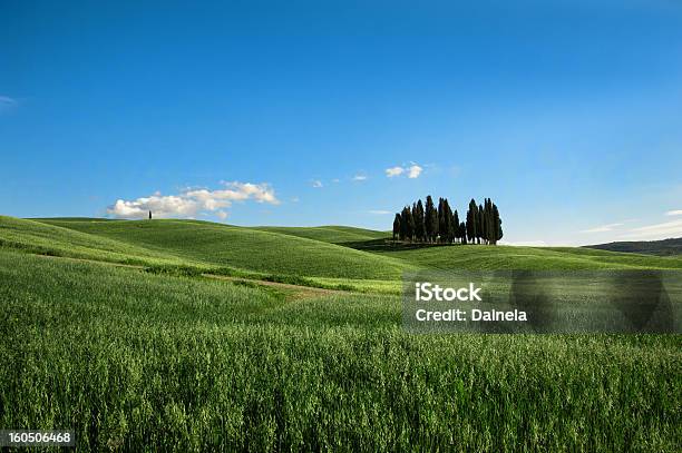 Foto de Toscanaciprestes Verdejantes e mais fotos de stock de Agricultura - Agricultura, Ajardinado, Beleza natural - Natureza