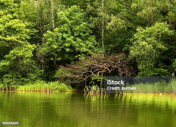 Wiosna Na Lake - zdjęcia stockowe i więcej obrazów Bagno - Bagno, Bez ludzi, Drzewo