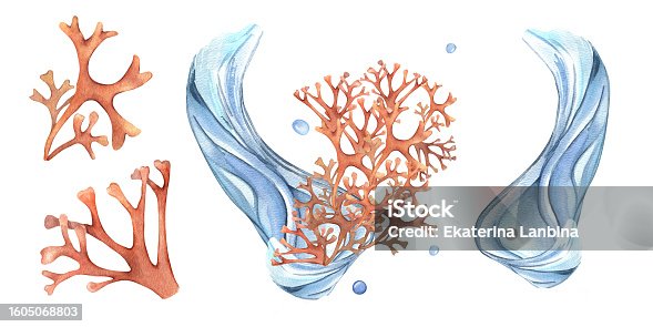 istock Set of sea plant rhodymenia, water wave watercolor illustration isolated on white background. Pink palmata seaweed, red dulse hand drawn. Design for package, label, wrapping, marine collection 1605068803