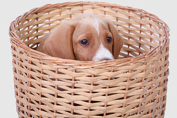 istock Puppy in a basket 160507157