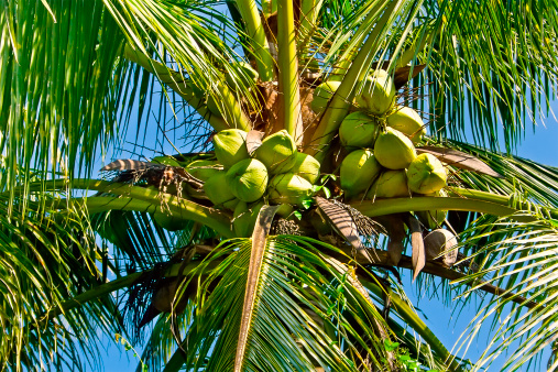 Green coconuts on the palm tree