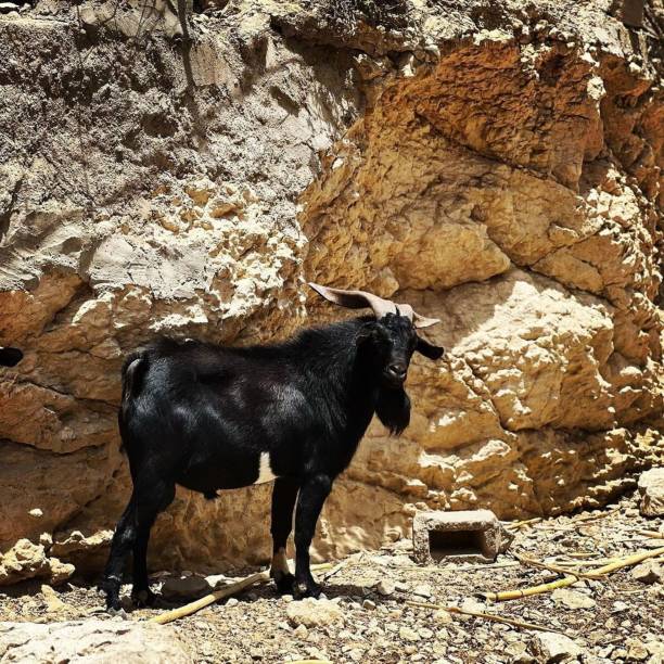 istock Animals in  Angola 1605081860