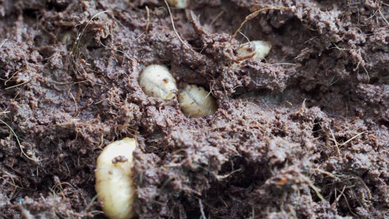 Close up group of Palm Weevil or Rhynchophorus Ferrugineus agriculture for sell.