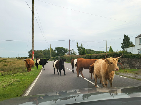 Cows stop traffic on the road at Fairwood Common on the Gower Peninsular. Care must be taken to avoid accidents and the speed limit has been reduced to 40mph to avoid collisions between car and animal. Looking through windscreen point of view.