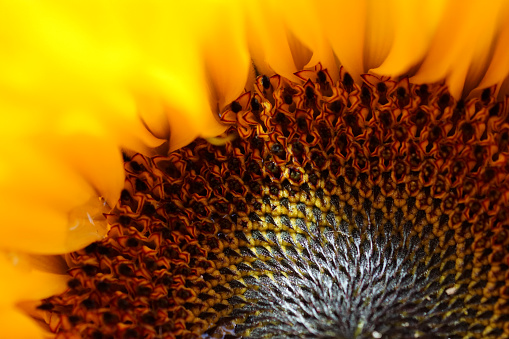 Close up of a Sunflower after a rain shower in sunlight