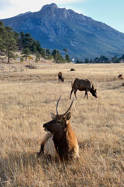 istock Elk, Estes Park, Colorado 160509627