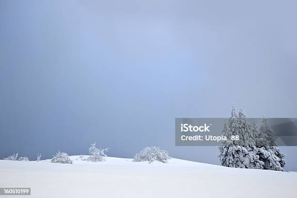 スノーイーモミの真ん中の範囲の山の山頂 - トウヒのストックフォトや画像を多数ご用意 - トウヒ, フランス, モミ