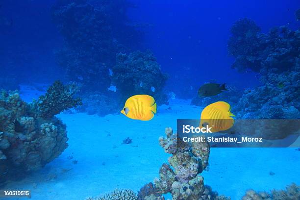 Foto de Mar Vermelho e mais fotos de stock de Animal - Animal, Animal selvagem, Anêmona - Cnidário