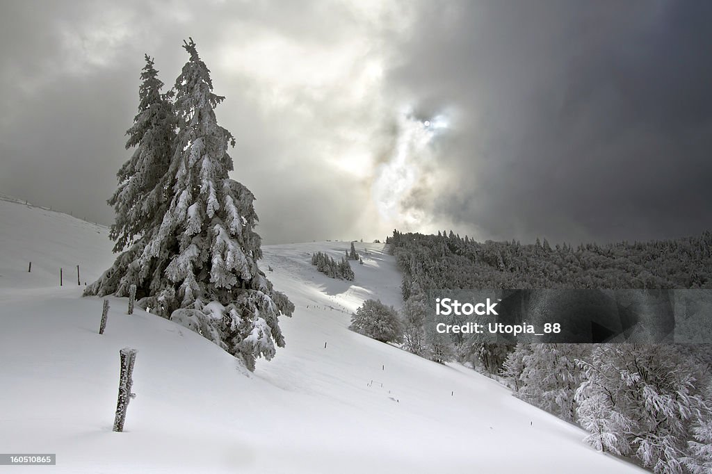 Montanhas cobertas de neve e árvores de abeto - Foto de stock de Beleza natural - Natureza royalty-free