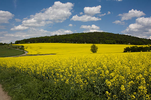 Rape field stock photo