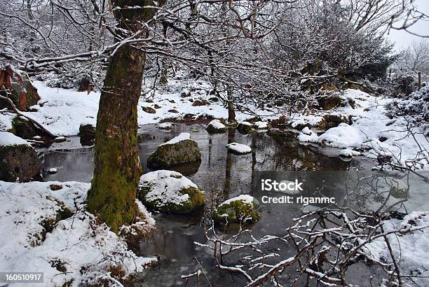 Zima Scena W Wicklow Irlandia - zdjęcia stockowe i więcej obrazów Bez ludzi - Bez ludzi, Drzewo, Fotografika