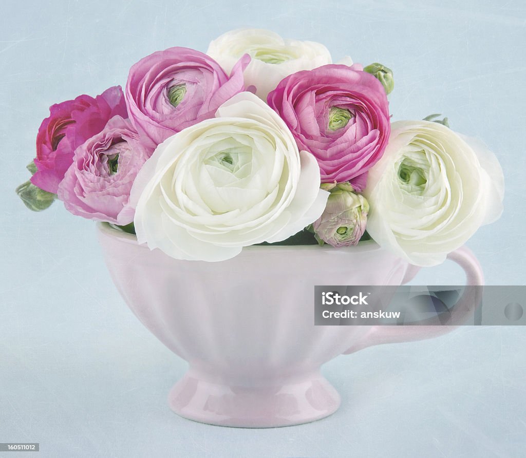 ラナンキュラスの花、ピンクのカップ - カップのロイヤリティフリーストックフォト